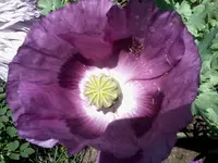 Mohnlila3.webp