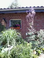 Wiesenraute6_7_13.webp