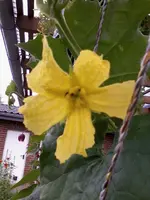 LuffaI5_7_13.webp