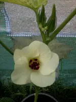 OkraII5_7_13.webp