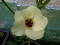 OkraI5_7_13.webp