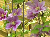 019.webp