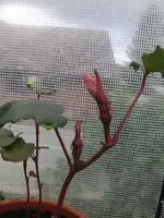 13-07-04 Okra Red Burgundy.webp