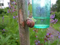 Schnecke.webp