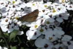 2013_0706Sommer0017 kl schmetterling.jpg