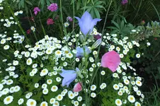 2013_0707Sommer0005.webp