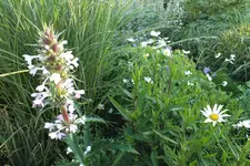 elfendistel.webp