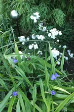 schneewittchen.webp