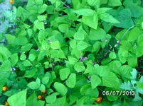 Purple Teepee.webp