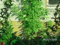 Inkagurke.webp