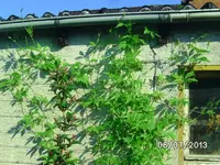 Inkagurke (2).webp