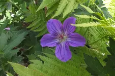 geranium wlassovianum Lakwijk Star.webp