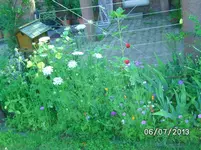 Bienenweide.webp