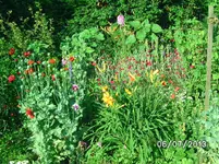 Blumenbeet.webp