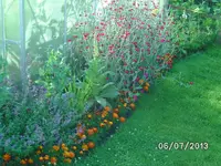 Blumenbeet (2).webp