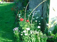 Blumenbeet (3).webp