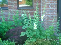 Vorgarten (2).webp