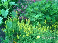 Vorgarten (3).webp