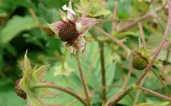 Moshuserdbeeren 1.webp