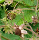 Moshuserdbeeren 2.webp