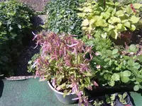 070720131379.webp