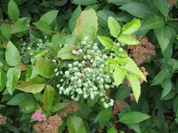 040.webp