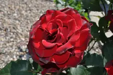 DSC_3176.webp