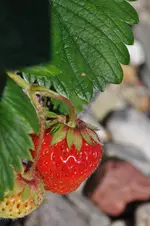 DSC_3186.webp