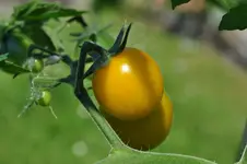 Tomate.webp