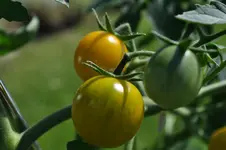 Tomate1.webp