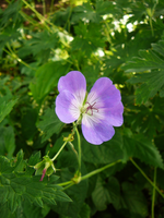 P1100044.webp