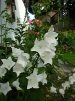 P1100040.webp