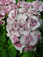 P1100041.webp