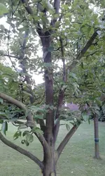 20130706_203257.webp