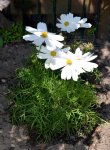 DSC_6152 Cosmea.jpg