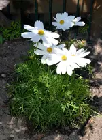 DSC_6152 Cosmea.webp