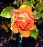 DSC_6176 kleine Rose.webp