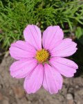 DSC_6177 Cosmea.jpg