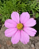 DSC_6177 Cosmea.webp