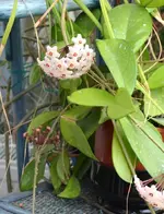 DSC_6198 Porzellanblume.webp