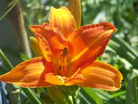 Bonanza (2).webp