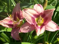 Daring Deception (2).webp