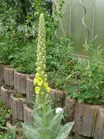 Blumen Königkerze 1.webp