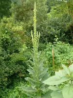 Blumen Königkerze.webp