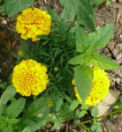 Blumen Tagetes1.JPG