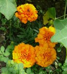 Blumen Tagetes.JPG