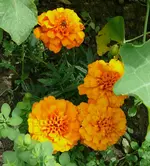 Blumen Tagetes.webp