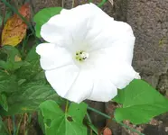 Blumen Winden.webp