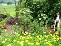 Ringelblumen.webp