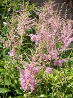 Astilbe rosa.webp